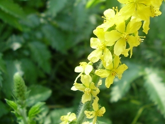 Agrimony3