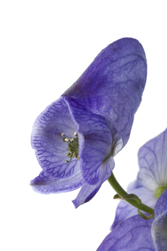 Fotolia Aconitum Einzel 18713756 S