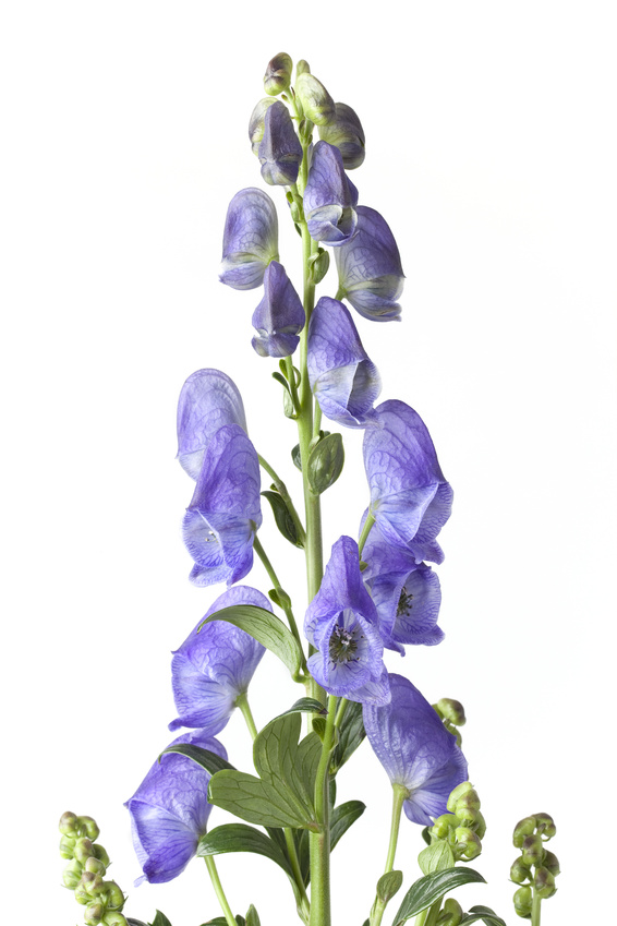 Fotolia Aconitum Rispe 18713722 S