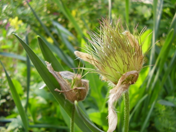 Pulsatilla18 350x263 72x72